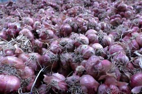 Petani bawang merah diuntungkan dengan penggunaan bibit biji