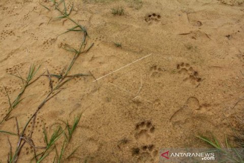 PENEMUAN JEJAK HARIMAU SUMATRA DI KAMPAR