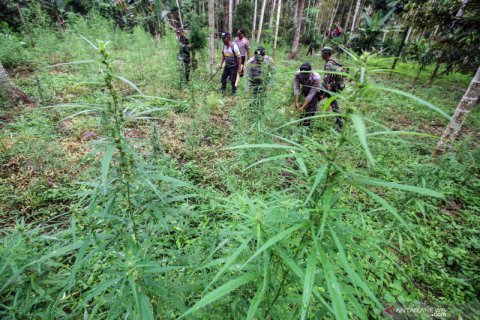 Pemusnahan ladang ganja di Aceh