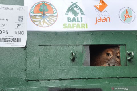 Translokasi bayi orangutan Sumatera
