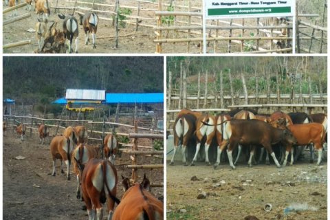 Ternak Sapi