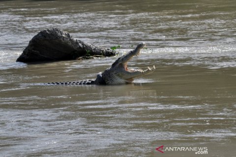 Sejak 2016, buaya di Palu masih terjerat ban motor