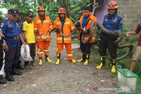 Penemuan ular sanca di perumahan Bekasi