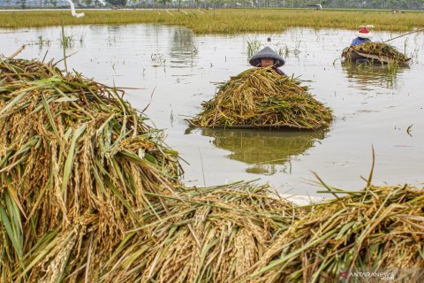 Tanaman padi terendam banjir di Karawang