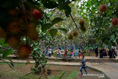 Wisata kebun Gowa