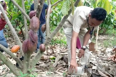 Pupuk Kaltim dampingi petani  tingkatkan produksi  kakao