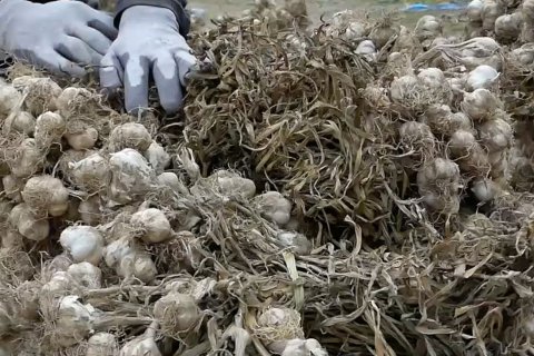 Kementan tetapkan 38 kabupaten jadi sentra tanam bawang putih