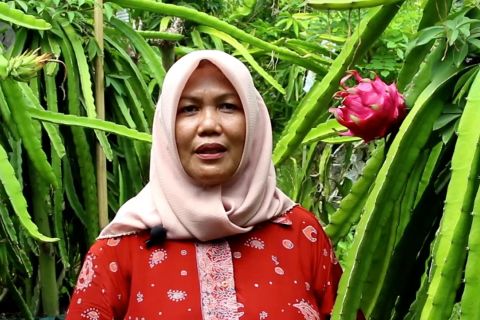 Memanfaatkan lahan sekitar rumah jadi kebun buah