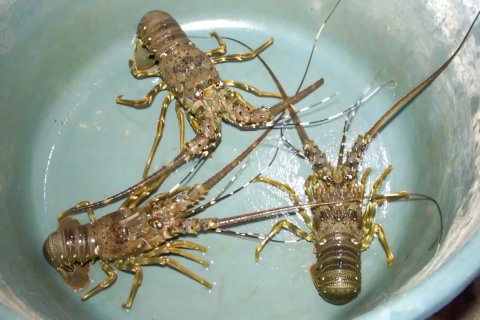 Wapres sebut rencana buka ekspor lobster belum final