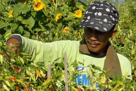 Petani cabai waspadai OPT di musim pancaroba