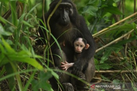 Bayi kera hitam Sulawesi
