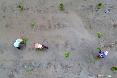 Target cetak sawah baru pada 2020 mencapai 10.000 hektare
