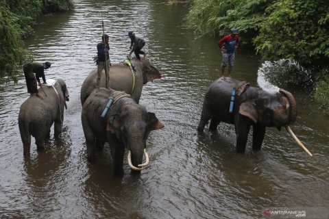 Gajah jinak bantu warga Aceh