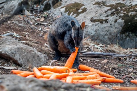 Petugas sebar makanan untuk hewan terdampak kebakaran hutan