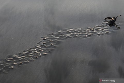 Pelepasan tukik penyu belimbing