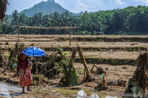 Lahan padi rusak diterjang banjir bandang di Lebak