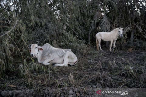 Pascaerupsi gunung Taal, begini nasib hewan-hewan peliharaan