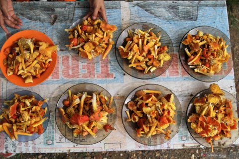 Berkah jamur di musim hujan