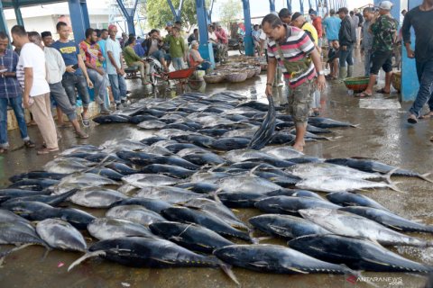 Tangkapan tuna sirip kuning meningkat