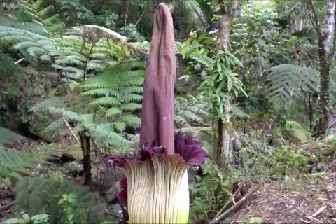 Warga Sibolangit dihebohkan dengan bunga bangkai langka