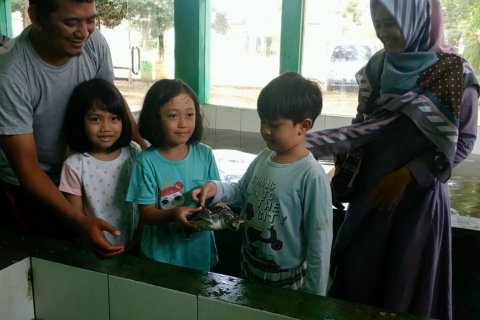 Mengenalkan hewan langka penyu kepada anak usia dini
