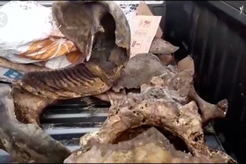 BKSDA temukan dua bangkai gajah di Aceh Jaya