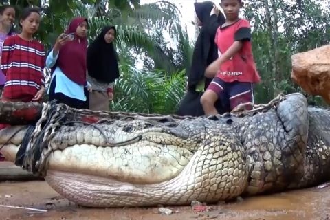 Nelayan Bangka tangkap buaya yang sering muncul di perairan