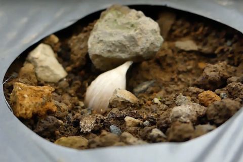 Temanggung kembangkan bawang putih ramah lingkungan