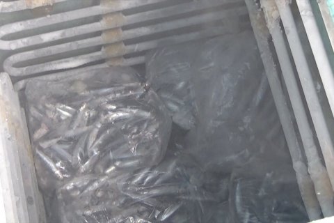 Ikan beku antisipasi pasokan ikan segar berkurang