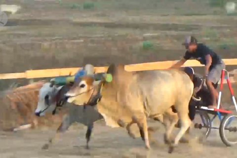 Lomba Karapan Sapi antar penyintas di Sigi