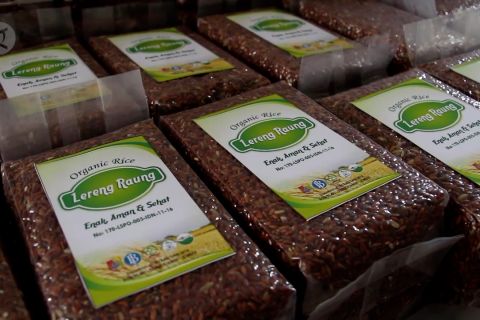Beras organik Sumber Jambe yang menembus pasar nasional