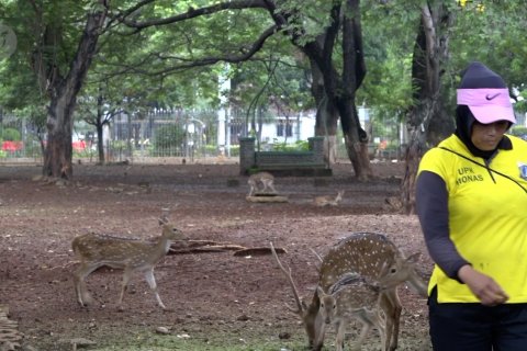 Revitalisasi Monas, tidak ada yang tahu nasib rusa-rusa totol