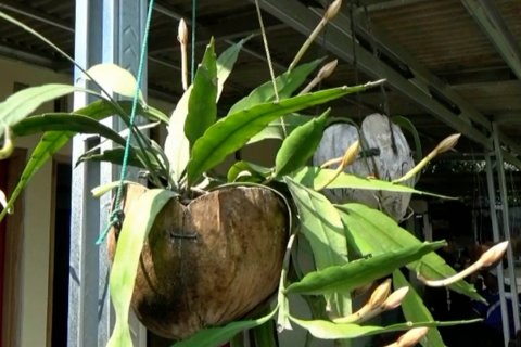 Pot tanaman dari sabut kelapa yang ramah lingkungan