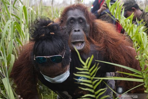 Penyelamatan orangutan di Ketapang