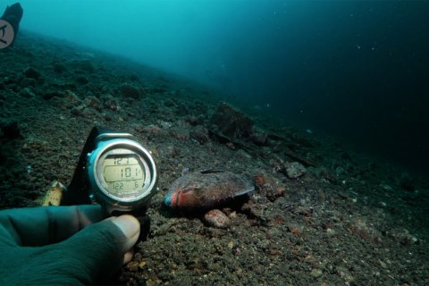 Polisi usut kematian ikan mendadak di perairan Maluku Utara