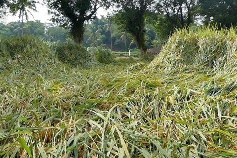 Tanaman padi siap panen ambruk diterjang angin