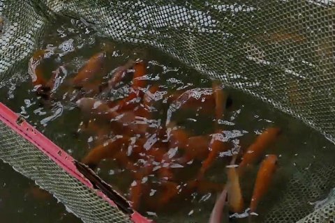 Permintaan benih ikan tinggi memasuki musim tebar