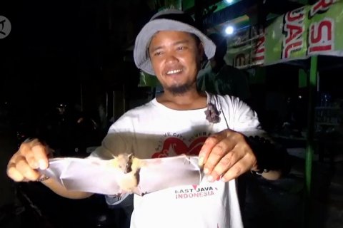 Tak khawatir virus corona, perburuan codot lanjut terus untuk obati asma