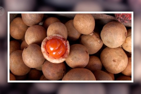 Yuk kenalan dengan ragam buah asli hutan Kalimantan