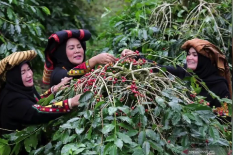Cegah banjir di Aceh, Ketua BNPB imbau tanam kopi Gayo