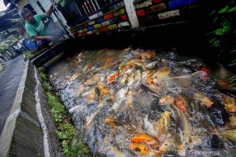 Budidaya ikan di selokan