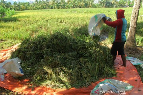 Penen lebih awal akibat terendam banjir