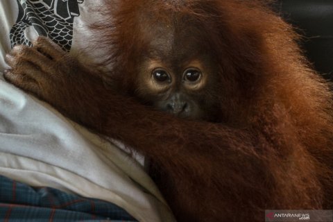 Penyelamatan bayi orang utan dari perdagangan gelap