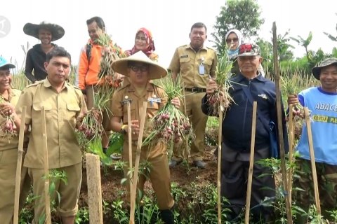 Sukabumi siapkan bawang merah sebagai komoditas unggulan