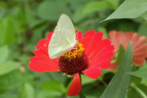 Tagana Jatim tanam 10.000 bibit tanaman