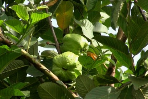 Jambu kristal Tanwiji, si manis dari pantai selatan Jawa