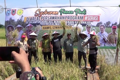 3000 hektar lahan padi "serasi" di Banjar-Kalsel siap panen