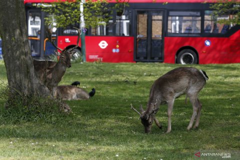 Rusa bermunculan di area permukiman di London selama karantina wilayah
