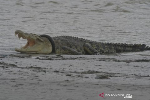 Buaya ban kembali naik ke darat