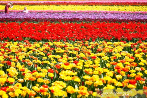 Warna-warni indahnya bunga tulip saat bermekaran